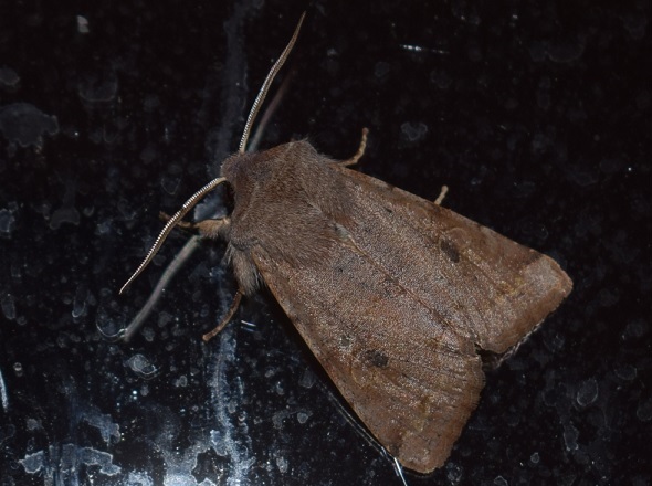 Orthosia incerta (Noctuidae)?